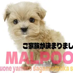 【 マルプー 】小さな体から溢れる魅力は無限大！天下一!?の可愛さにも大注目