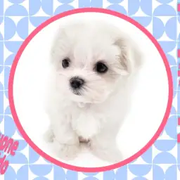 【 マルチーズ 】世界最古の小型犬!生粋のアイドルワンコ!