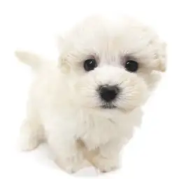 MIX（マルチーズ×トイプードル）