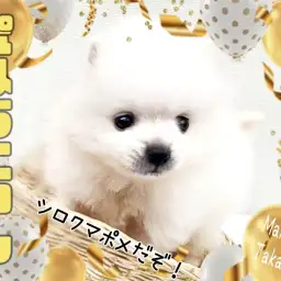 【 ポメラニアン 】純白の天使!魅惑のちびっこホワイトポメがやってきた!