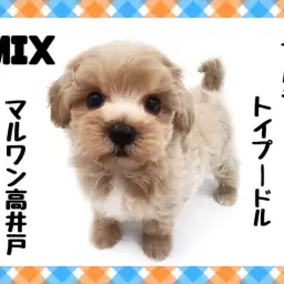 【 マルプー 】少ない抜け毛と抜群の愛嬌は両親譲り!2023年も大人気のMIX犬
