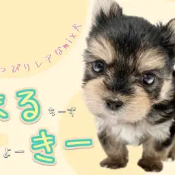 【 MIX犬 】溢れ出すほどに魅力満載！ちょっぴりレアなマルキーちゃんが初登場！