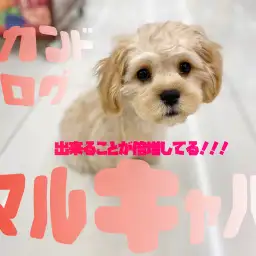 【 MIX 】出来ることが倍増しているマルキャバちゃんのセカンドブログ!