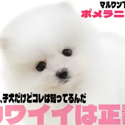 【 ポメラニアン 】天下無双の圧倒的かわいさを誇る白系ポメラニアンのお出まし！