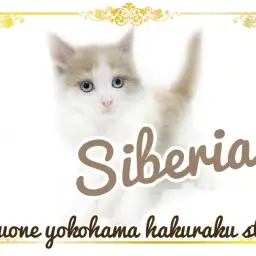 【 サイベリアン 】外見と性格のギャップがたまらない!知名度爆上がり中にゃんこ