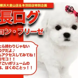 【 ビションちゃんの成長アルバム 】巨大アフロ余裕!?ボリューム満点なビションちゃんの成長記!