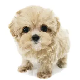 MIX（トイプードル×マルチーズ）