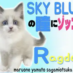 【 ラグドール 】青く澄んだ瞳の美男子ニャンコに夢中になる人続出中！