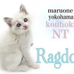 【 ラグドール 】青い瞳の甘えん坊君、ラグドールの男の子