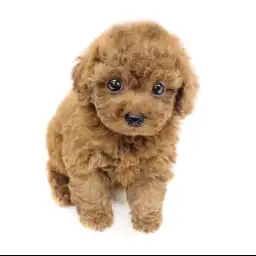 トイ・プードル