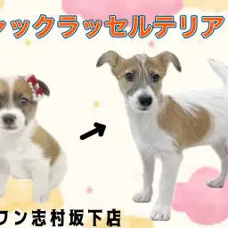 【 ジャックラッセルテリア 】4ヶ月を迎えたパワフルガール!天真爛漫な女の子!