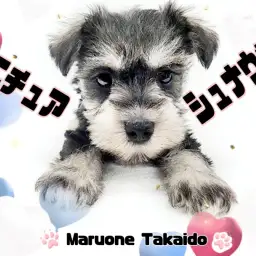 【 ミニチュアシュナウザー 】愛情たっぷり!最高の家庭犬!