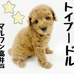 【 トイプードル 】天才ワンコと暮らしたい方必見!おりこうトイプー!