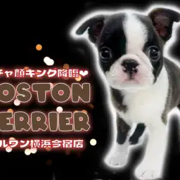 【 ボストンテリア 】白黒ボストンカラーの表情豊かなペチャ顔キングがやってきた!