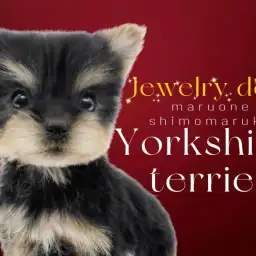 【 ヨークシャーテリア 】可愛さと美しさとイルミネーションよりも輝く存在感!
