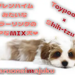 【 プーシー 】ブレンハイムなMIXわんこ!抜け毛少なめはキャバションをも凌駕!