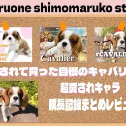 【 キャバリア 】当店自慢の愛されキャラ、入店時から現在までの振り返りレビュー!