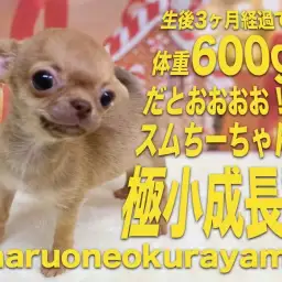 【 スムースコートチワワ 】お店に来て一ヶ月経ったスムチーちゃんのセカンドブログ!