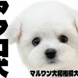 【 ビションフリーゼ 】陽気で明るいアフロ犬、お昼寝姿がかわいすぎる！