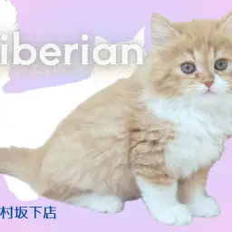 【 サイベリアン 】白ソックスの悶絶必須なアイドル的存在猫!