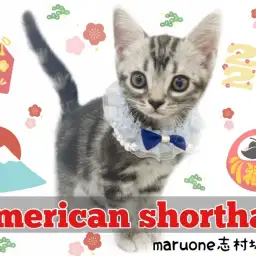 【 アメリカンショートヘア 】イケメンにゃんこ登場!甘える仕草で皆をメロメロに!