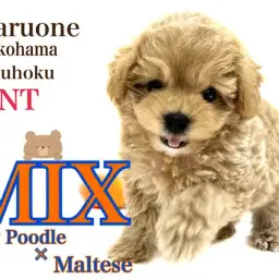 【 ミックス犬 】濃いめアプリコットカラーが可愛さ増し増しのマルプー君