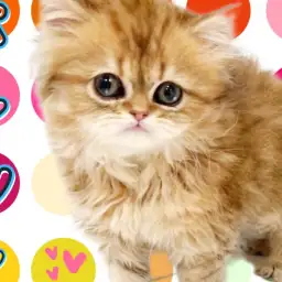 【 ペルシャ 】猫の王女様が降臨！可愛さと美しさを兼ね揃えた美貌に一目惚れ