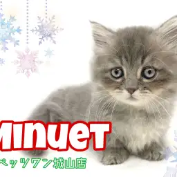 【 ミヌエット 】可愛すぎて目が離せない!よちよち歩きの愛されキャット