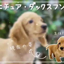 【 ミニチュアダックスフント 】僕とたくさん遊んで!甘えん坊度100%に成長中