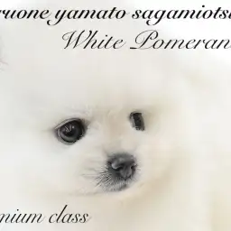 【 ポメラニアン 】プレミアム認定！白たぬきポメは誰もが惚れる圧倒的な可愛らしさ