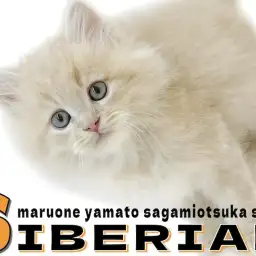 【 サイベリアン 】思わず抱きしめたくなる!ぬいぐるみのような癒し系boy