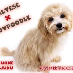 【 マルプー 】生後8ヶ月で3.1kg!トイレも完璧なアプリコットの最強MIX!