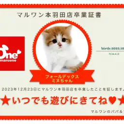 【 卒業記念 】フォールデックスちゃん卒業おめでとう！お名前「ミヌ」ちゃんに決定！