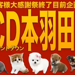 【 カウントダウン 】大感謝祭大詰め！本羽田店のスペシャルわんにゃんをご紹介！