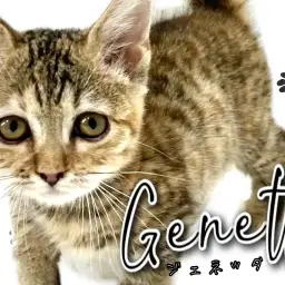 【 ジェネッタ 】超ヒョウ柄+超短足=超キュートなジェネ様なのです!