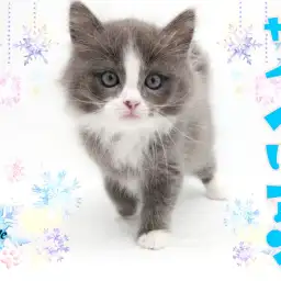 【 サイベリアン 】話題の低アレルゲンキャット!氷の国の王子様!