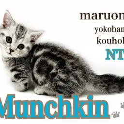 【 マンチカン 】小さくても運動神経抜群の短足マンチカン君