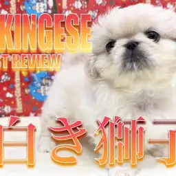 【 ペキニーズ 】ぺちゃんこフェイスのおっとりベイビー!リアルお餅ペキニーズちゃん!