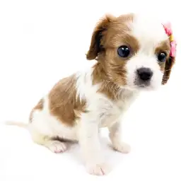 キャバリア・キングチャールズ・スパニエル