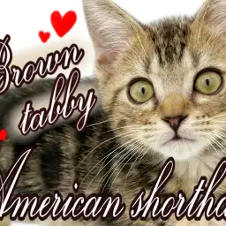 【 アメリカンショートヘア 】魅力溢れる王道にゃんこ!