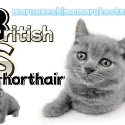 【 ブリティッシュショートヘア 】触り心地も癒やし度もMAXなコミカルキャット!