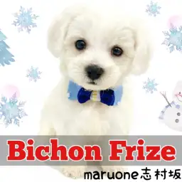 【 ビションフリーゼ 】ふわもこ王子様。雪のように真っ白なビション君が仲間入り!