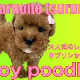 【 トイプードル 】チャームポイントが光るプリンセス!