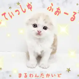 【 スコティッシュフォールド 】理想の可愛さ！カフェオレカラーの大福フェイス！