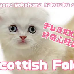 【 スコティッシュフォールド 】好奇心旺盛！デレ度100%のまん丸スコにゃん
