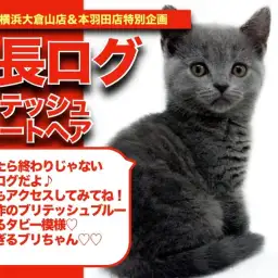 【 ブリちゃんの成長アルバム 】美し過ぎるブリテッシュブルーのブリちゃんの成長記!