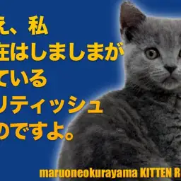 【 ブリティッシュショートヘア 】隠れタビーを探せ!じつは甘えん坊のギャップに萌えニャン