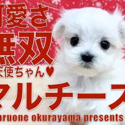 【 マルチーズ 】5つの可愛さ法則をバッチリクリア!輝く純白王子!