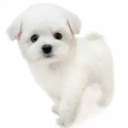 ビションフリーゼ