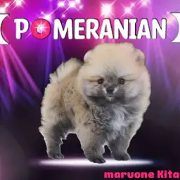 【 ポメラニアン 】驚愕のモフ感!一目で虜になる究極のポメちゃん